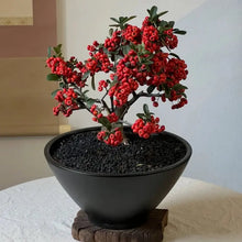 Firethorn Seeds