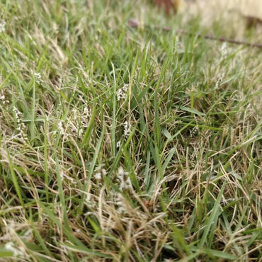 Japanese Zoysia Grass Seeds