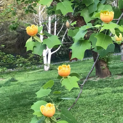 Tulip Tree Seeds