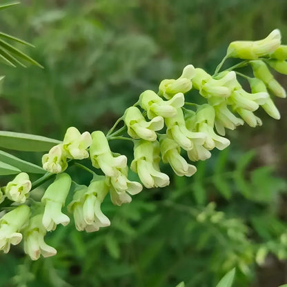 Shrubby Sophora Seeds