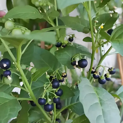 Black Nightshade Seeds