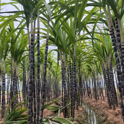 Sugarcane Seeds