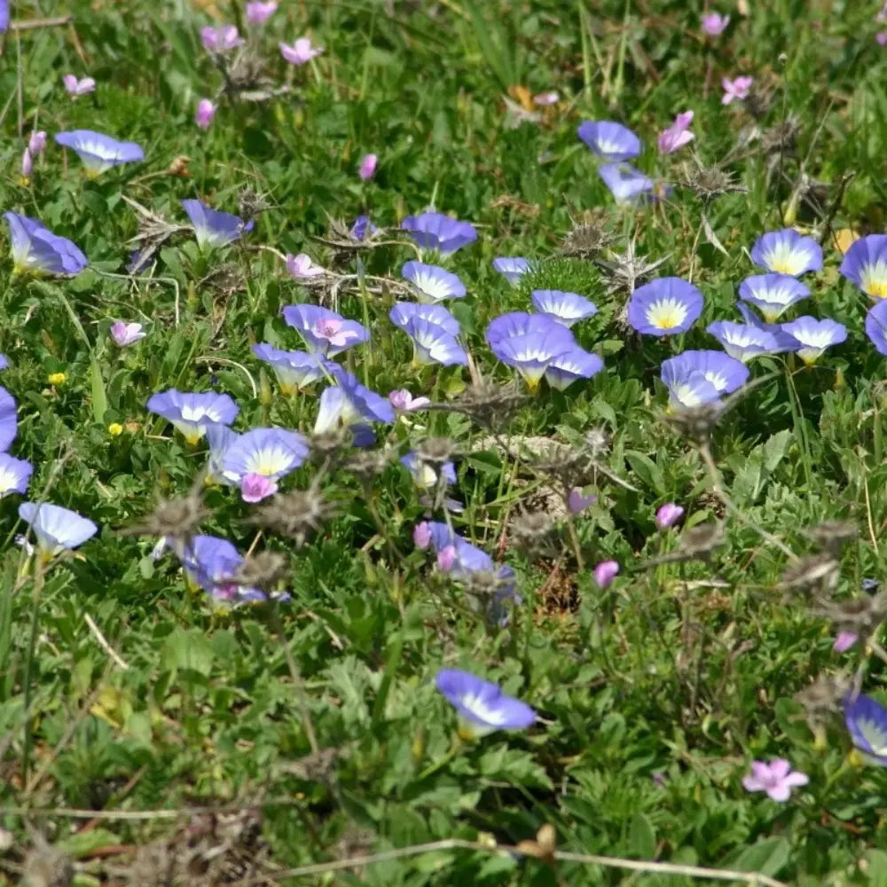 Blue Convolvulus tricolor Seeds