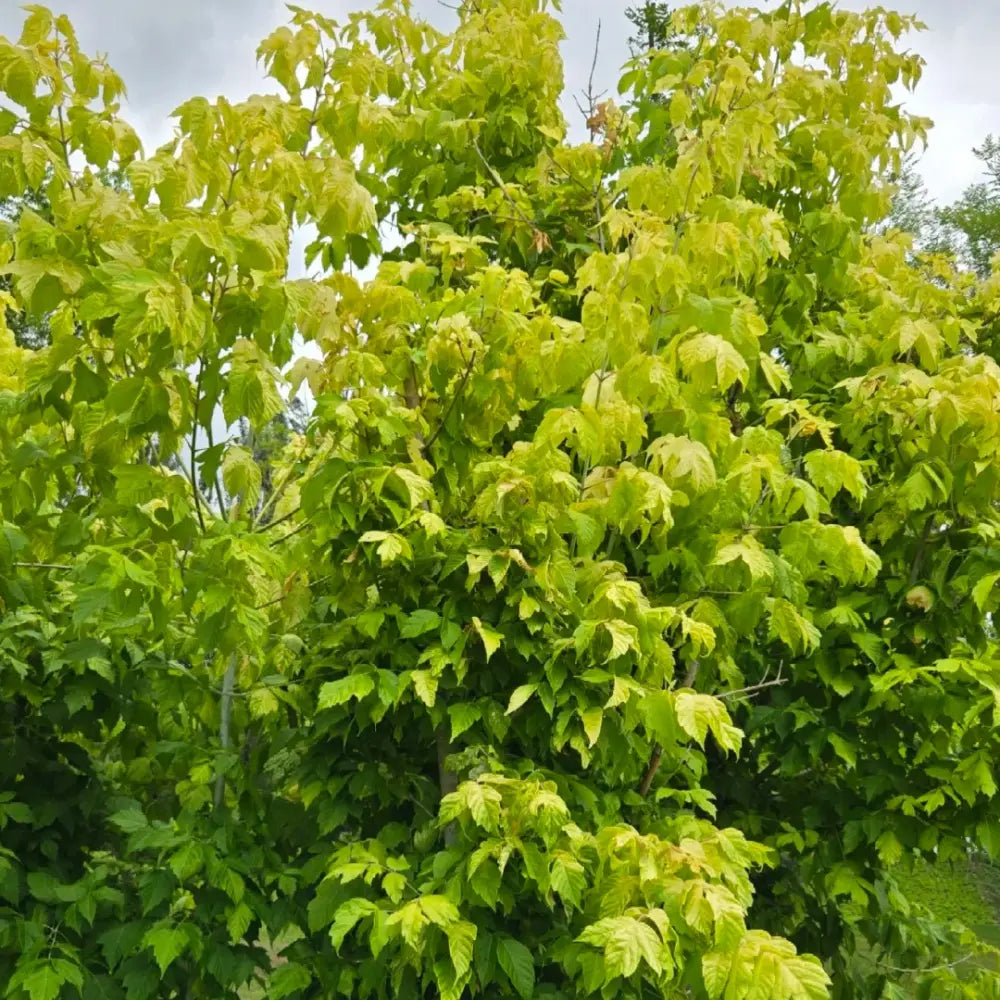 Boxelder Maple Seeds