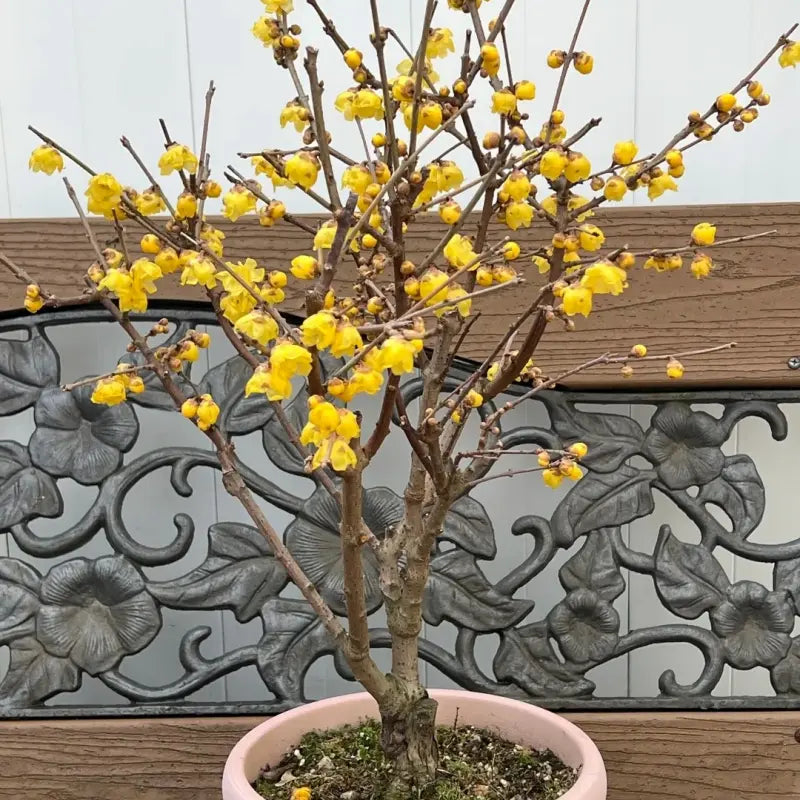Wintersweet Seeds