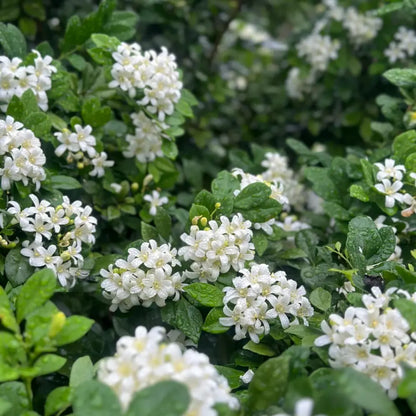 Orange Jasmine Seeds
