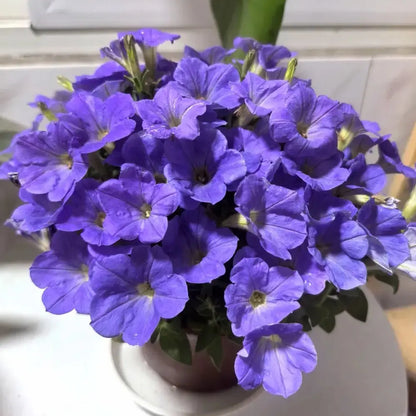 Purple Petunia Seeds