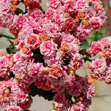 Princess Anna Kalanchoe Seeds