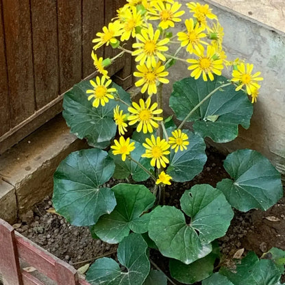 Leopard Plant Seeds