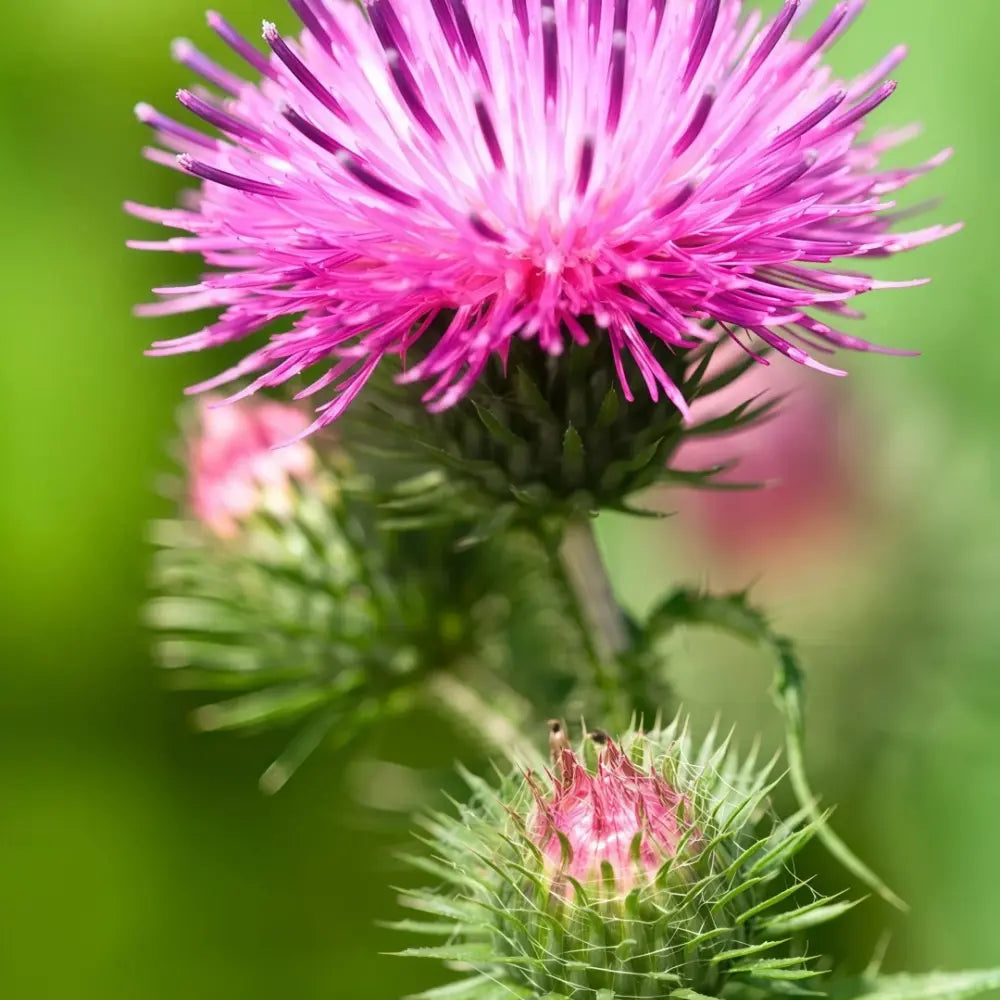Milk Thistle Seeds