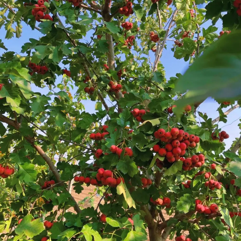 Chinese Hawthorn Seeds