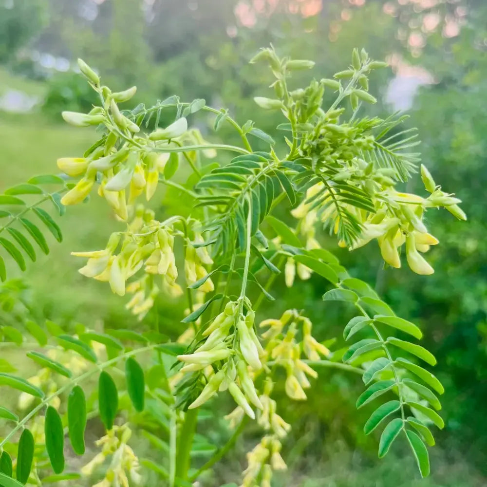 Astragalus Seeds