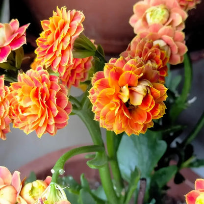 Golden Fox Kalanchoe Seeds