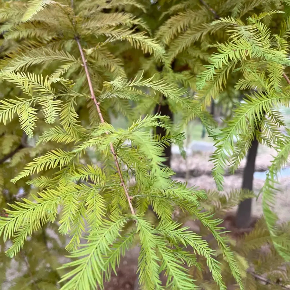 Mexican Bald Cypress Seeds