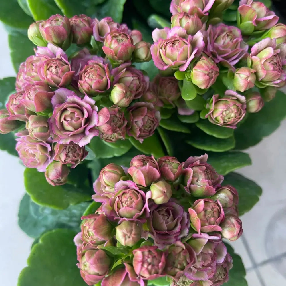 Lisbon Kalanchoe Seeds