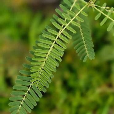 Sesbania Seeds