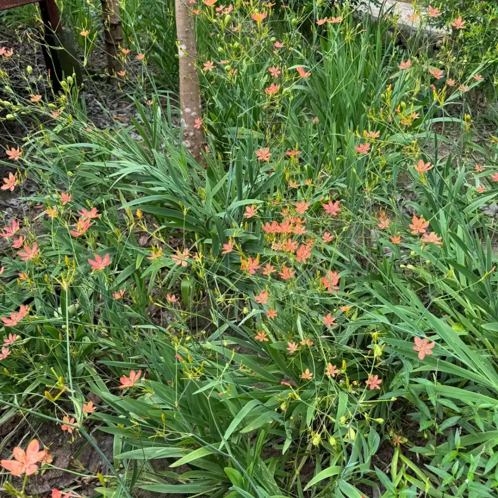 Blackberry Lily Seeds