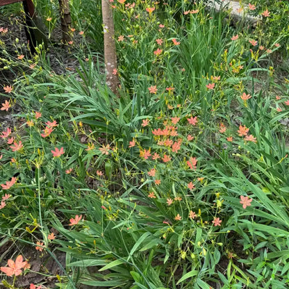 Blackberry Lily Seeds
