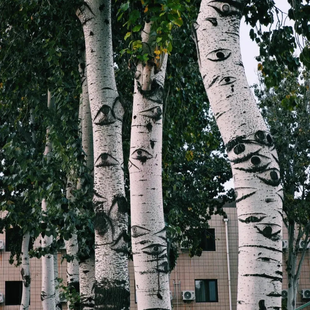White Birch Seeds
