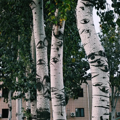 White Birch Seeds