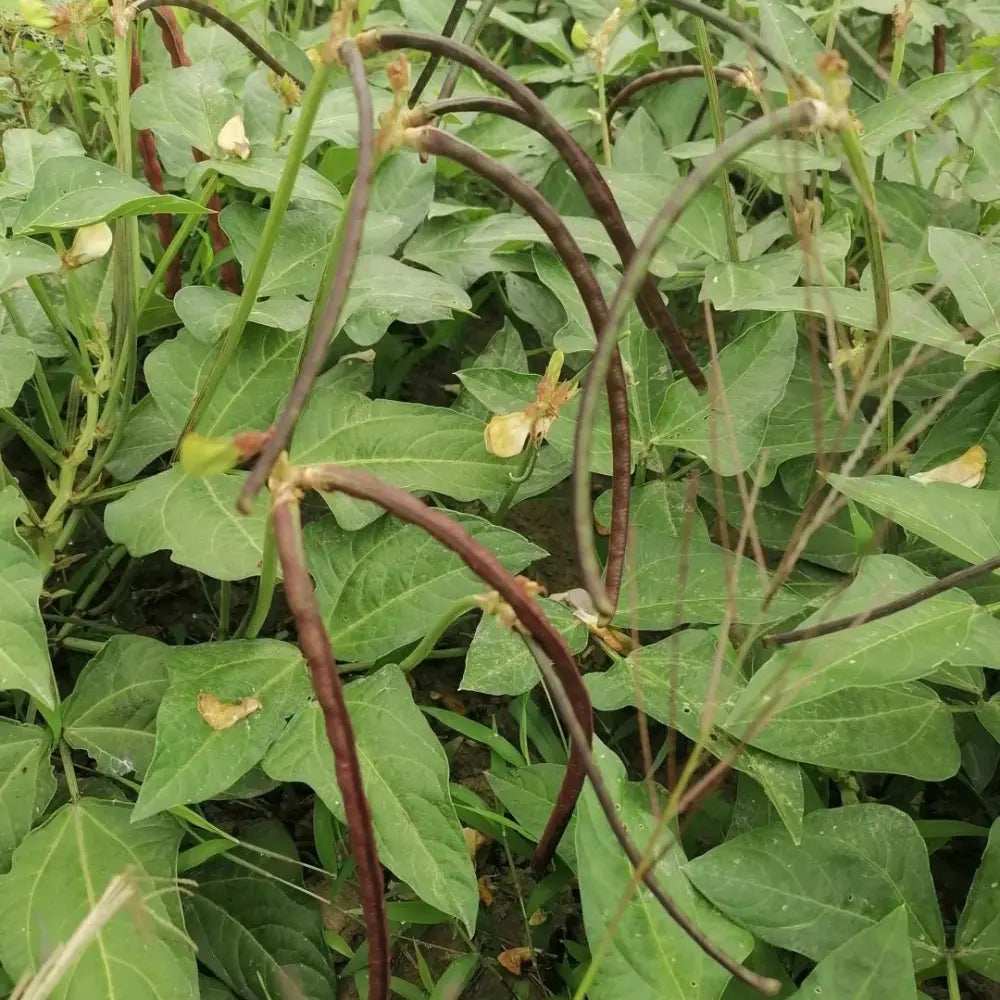 Red Yardlong Bean Seeds