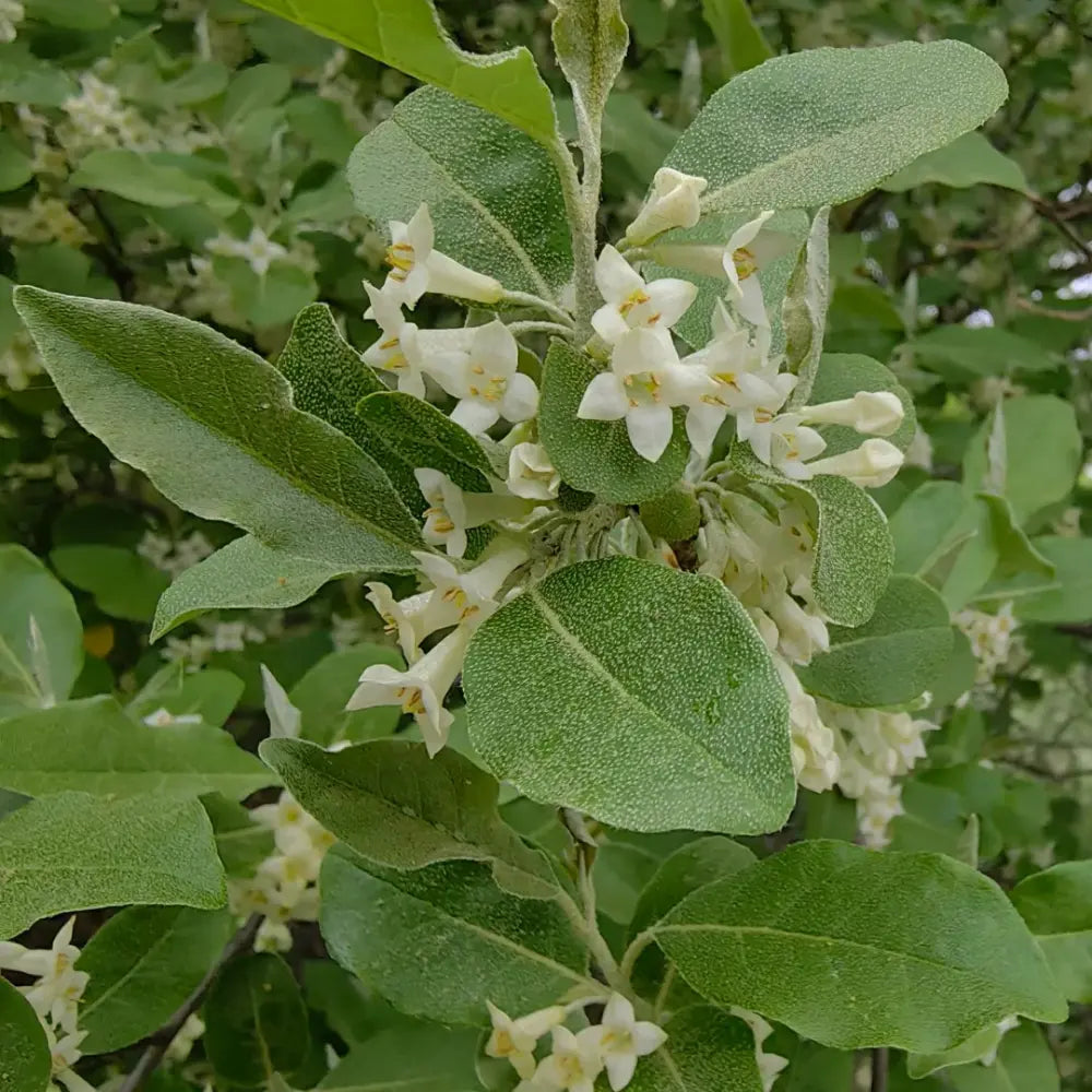 Autumn Olive Seeds