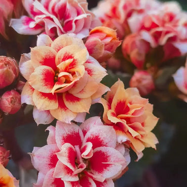 Fruit Pulp Kalanchoe Seeds