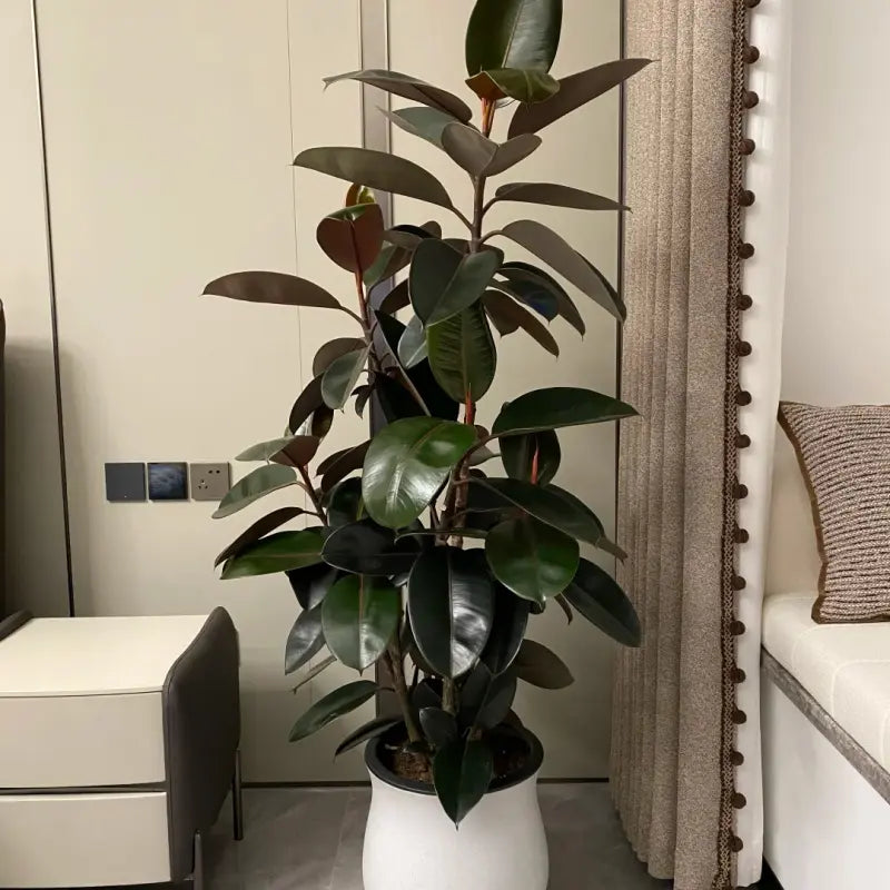 Rubber Plant Seeds