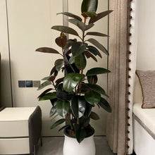 Rubber Plant Seeds