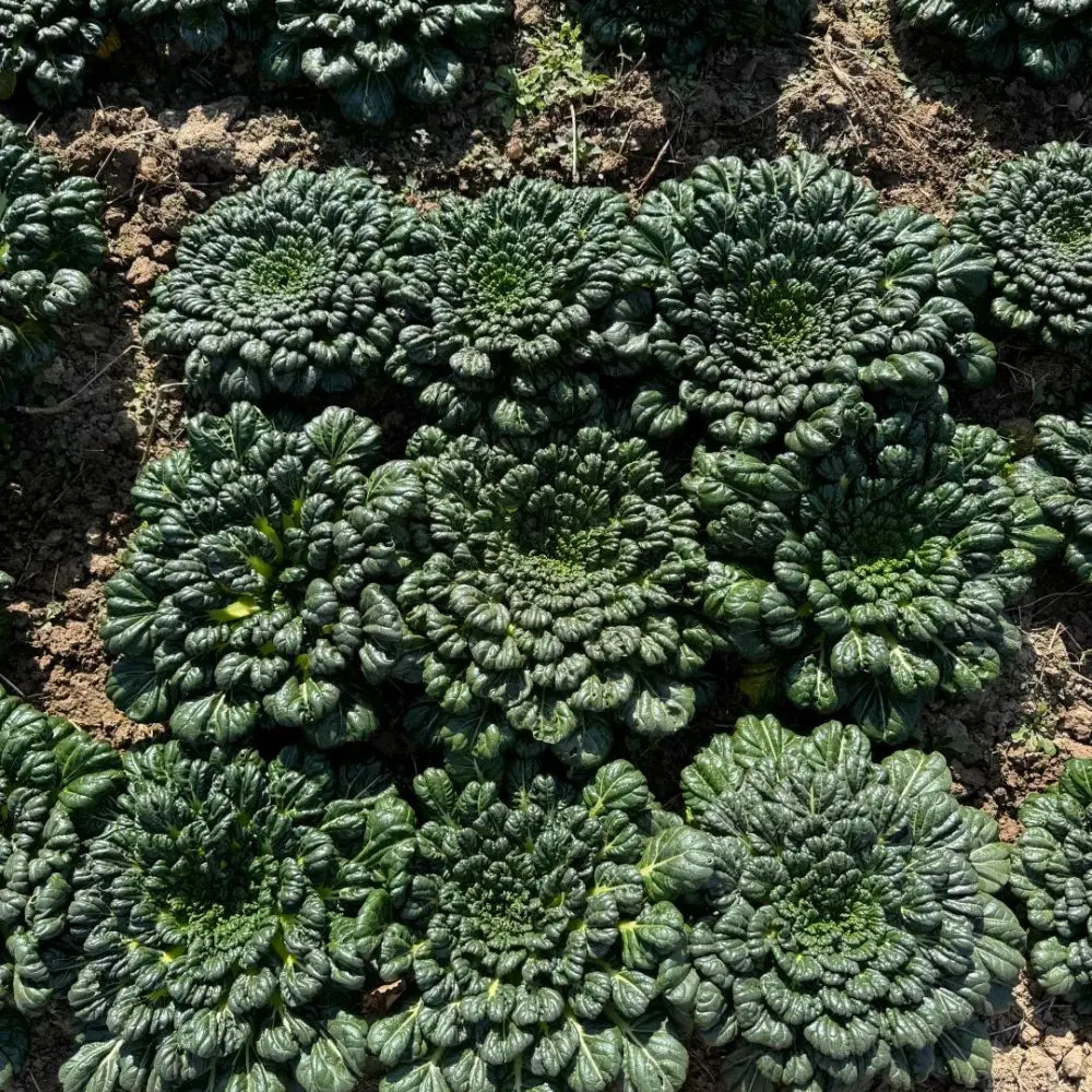 Tatsoi Seeds