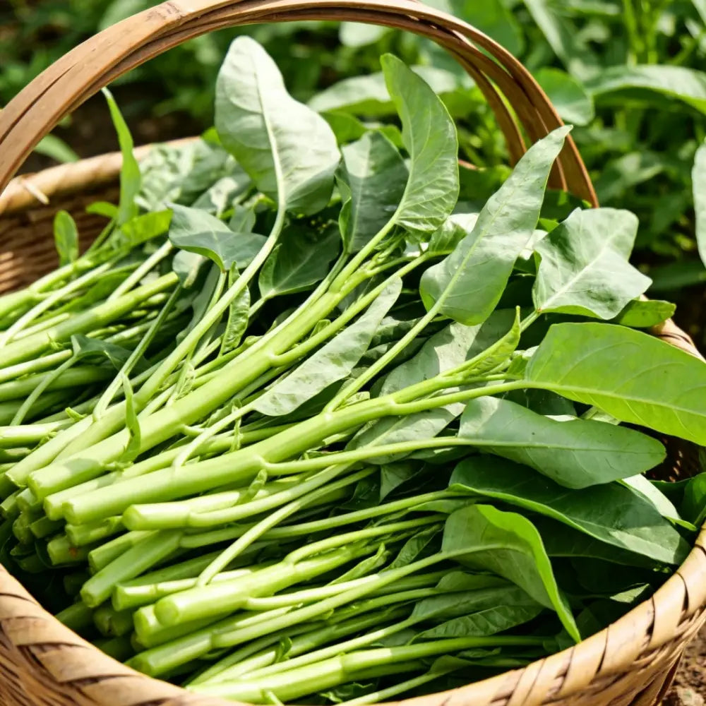 Water Spinach Seeds