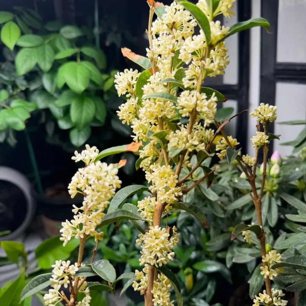 Four Seasons Sweet Osmanthus Seeds