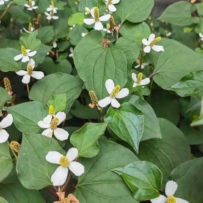 Fish Mint Seeds
