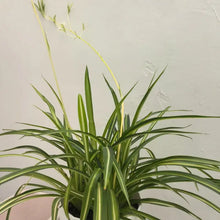Variegated Spider Plant Seeds