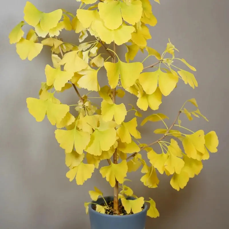 Ginkgo Tree Seeds