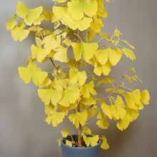 Ginkgo Tree Seeds