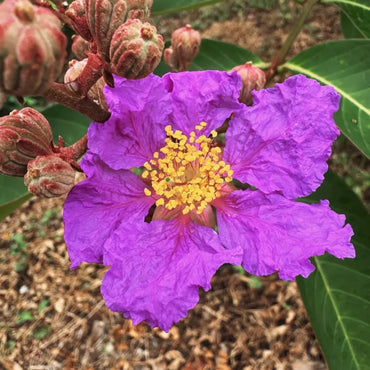 Crape Myrtle Seeds