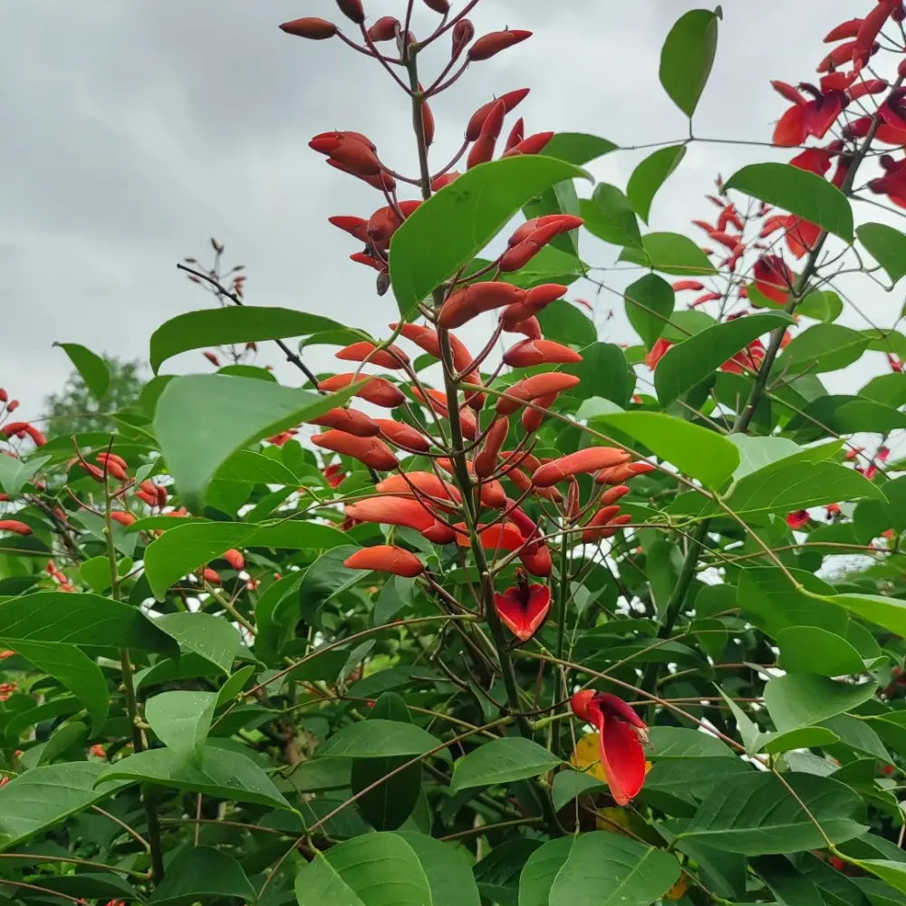Cockspur Coral Tree Seeds
