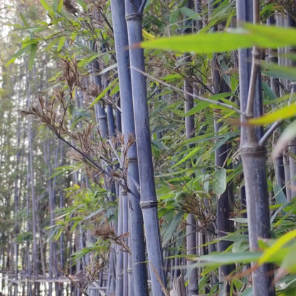 Black Bamboo Seeds