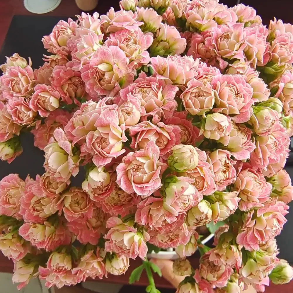 Strawberry Puff Kalanchoe Seeds