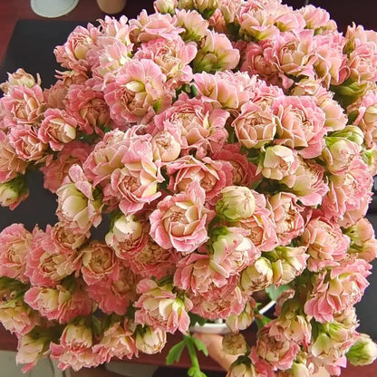 Strawberry Puff Kalanchoe Seeds