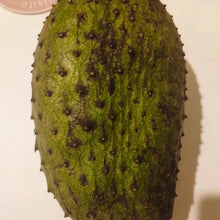Soursop Seeds