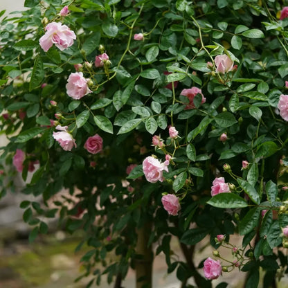 Pink Lady Banks' Rose Seeds