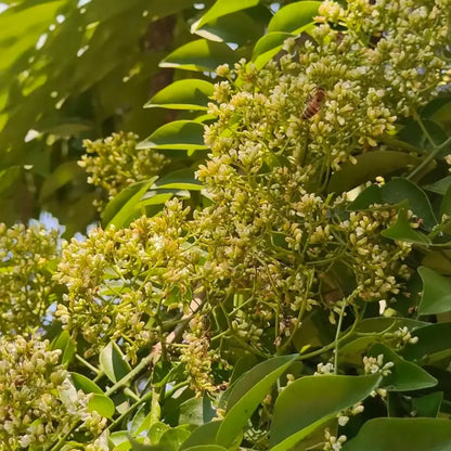 Huangtan Rosewood Seeds