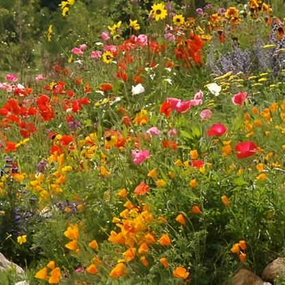 Wildflower Seeds - Seasonal Flowers Mix Includes Zinnia, China Aster, Phlox, etc.