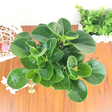 Peperomia Seeds