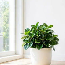 Peperomia Seeds