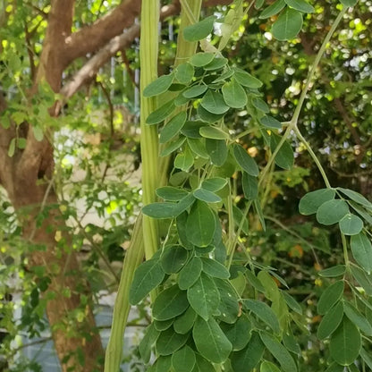 Moringa Seeds