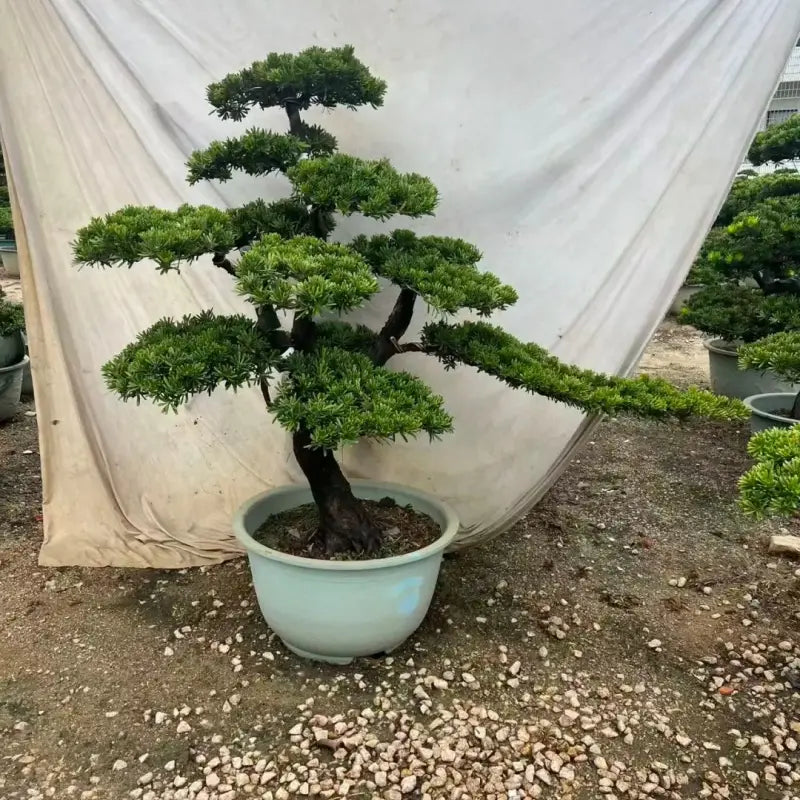 Buddhist Pine Seeds
