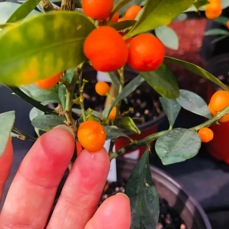 Kumquat Seeds